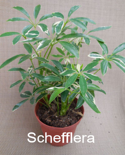 Schefflera - Dwarf Umbrella Plant