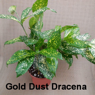 Gold Dust Dracena