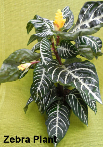 Zebra plant