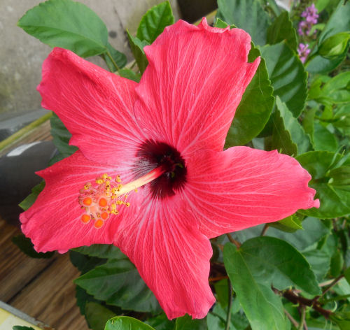 Hibiscus