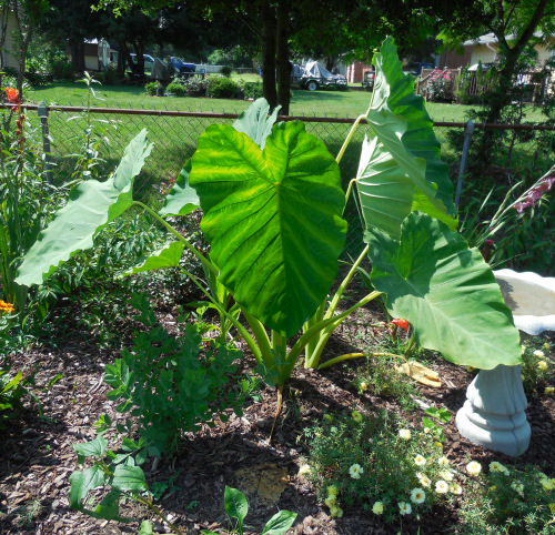 Focus of the garden now