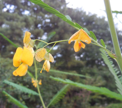 Yellow mimosa flowers.