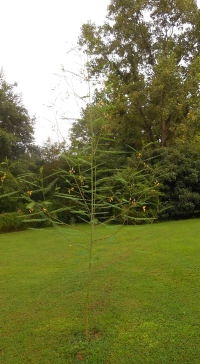 Mimosa tree in a garden