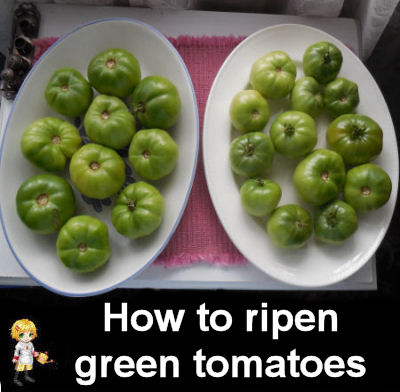 How to ripen green tomatoes indoors.