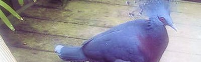 Victoria Crowned Pigeon – Goura Victoria Facts
