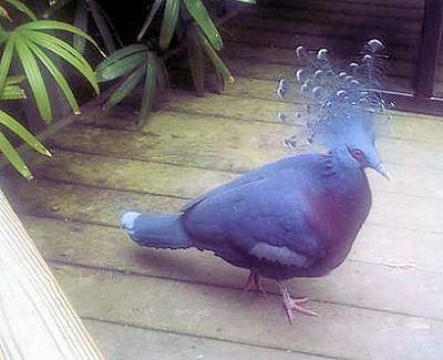 Victoria crowned pigeon