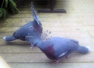 Two Victoria crowned pigeons.