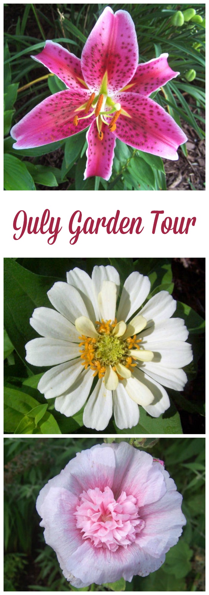 July Garden Tour featuring perennials and annuals for a hot summer garden.