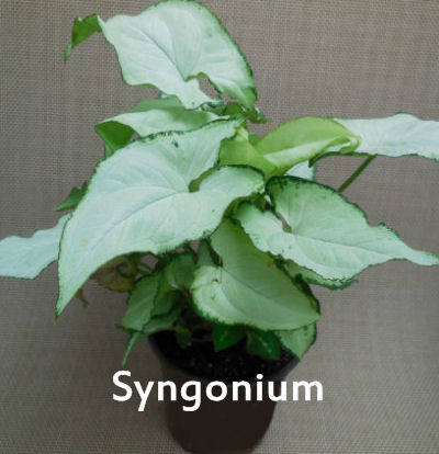 Syngonium - Also known as "Arrowhead Plant."