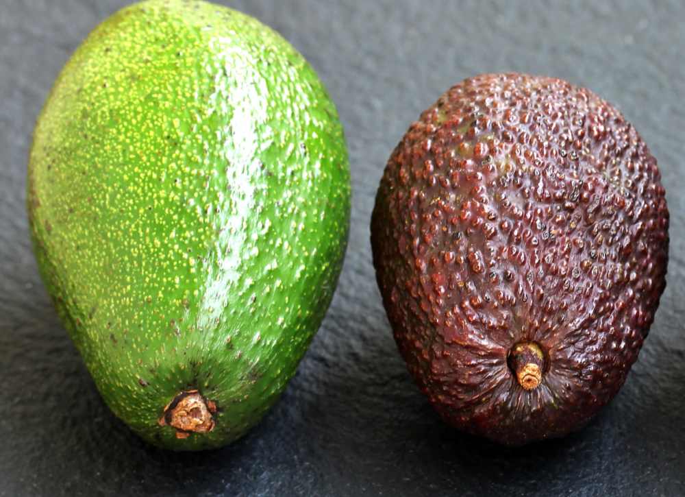 Slimcado and Hass avocado.