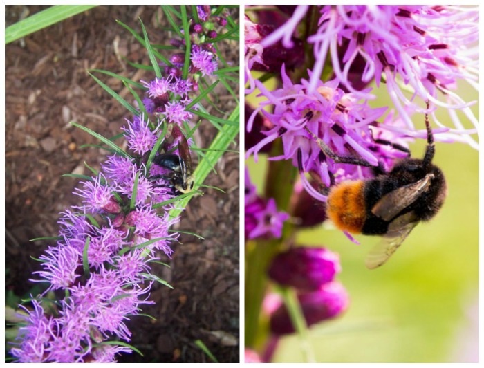 Bees love liatris