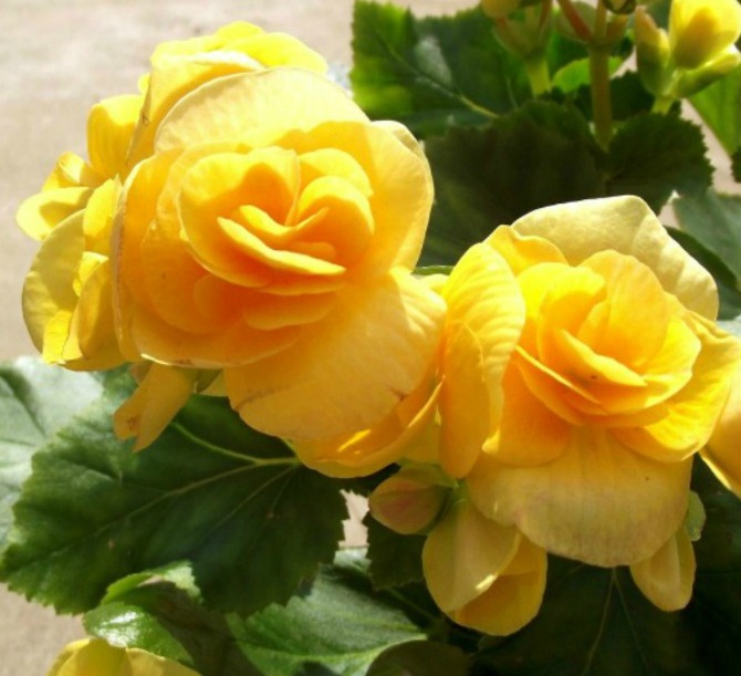 Yellow Tuberous begonia