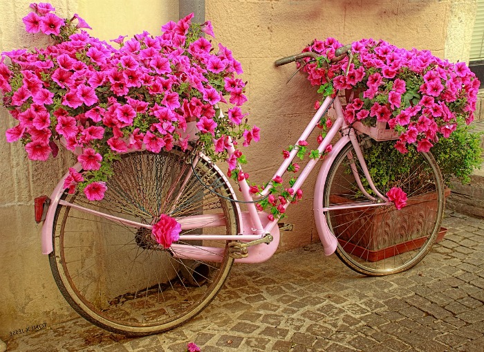 Pink bicycle planter with petunias Pink petunias on a bicycle planter