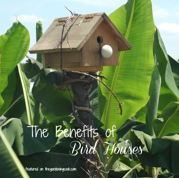 The Importance of Bird Houses – Bird House Benefits