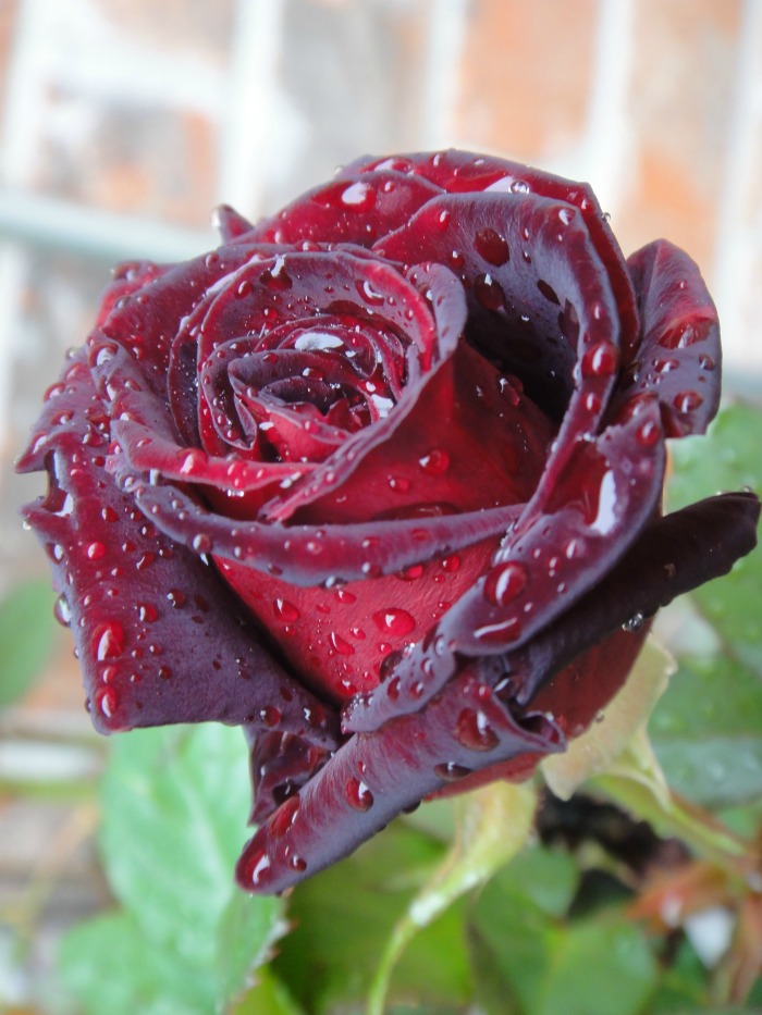Black baccara rose
