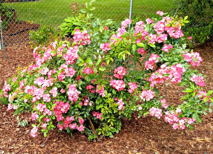 Multiflora pink rose