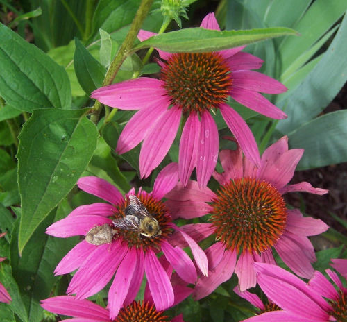 Coneflower
