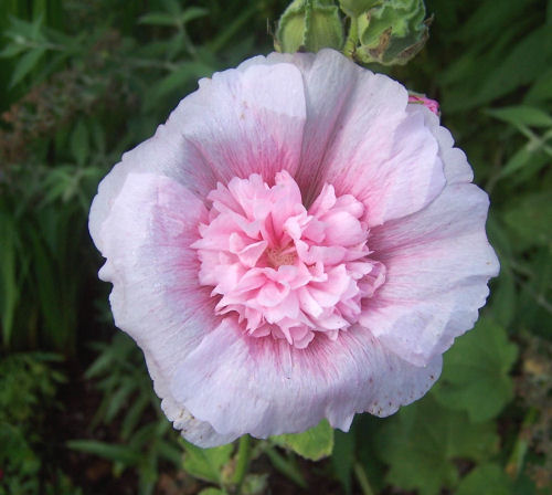 Frilly hollyhock