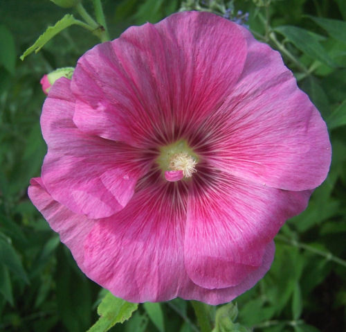 Purple hollyhock