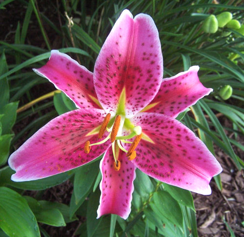 Oriental Lily