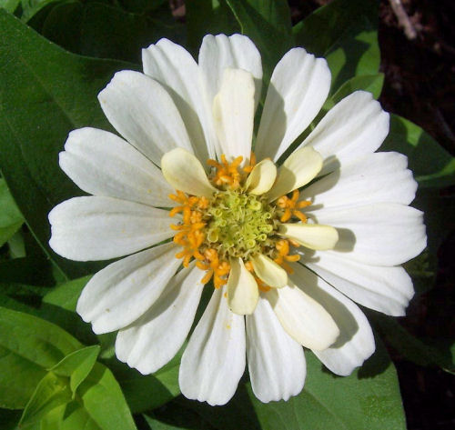 White and yellow Zinnia