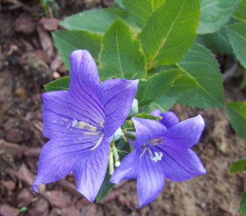 Balloon Flower is a pretty blue feature of my garden tour