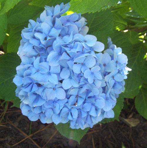 Hydrangea