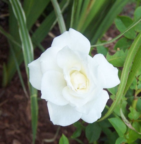 Stark White rose