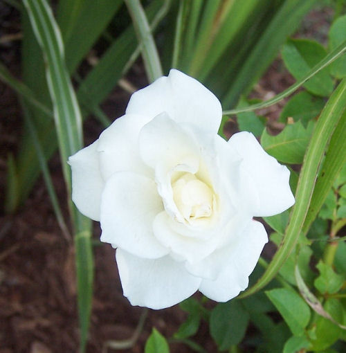 Stark White rose