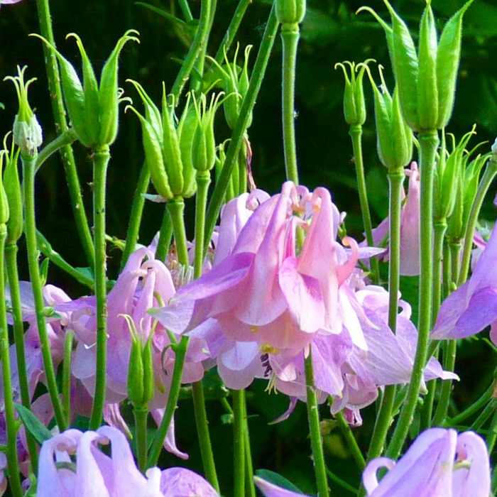 Growing Columbine – How to Grow Aquilegia for Unique Bell Shaped Flowers