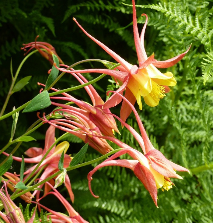Dramatic columbine flowers