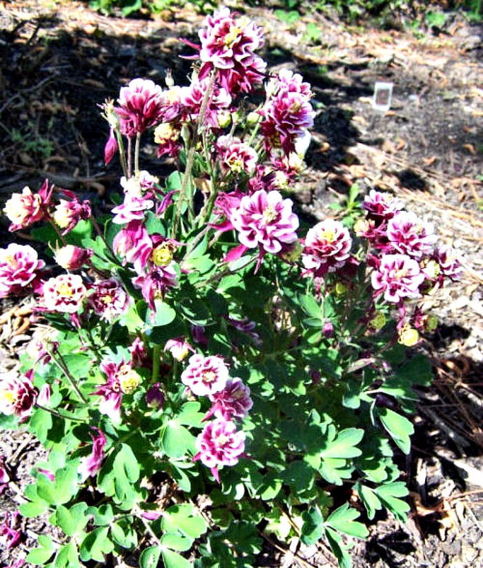 Columbine plant in full flower