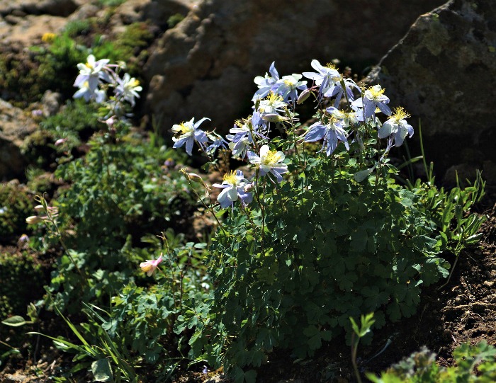 Space columbine about 18 inches apart