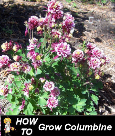How to grow columbine