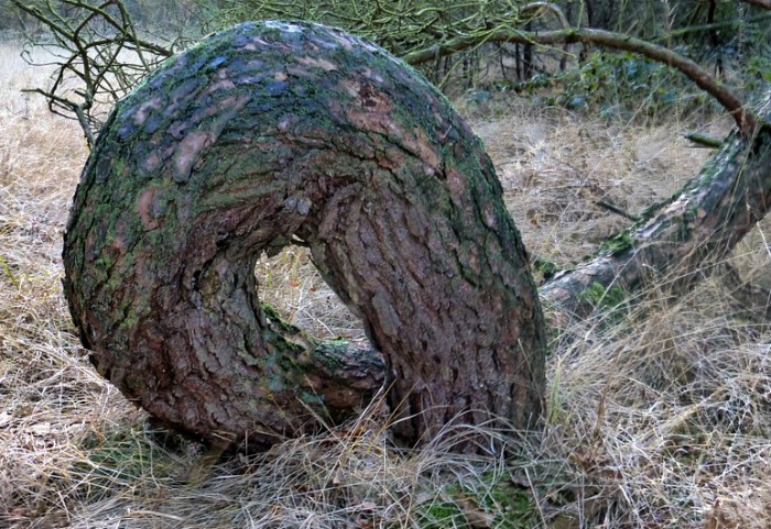 crooked tree like s snake. Crooked tree that looks like a snake