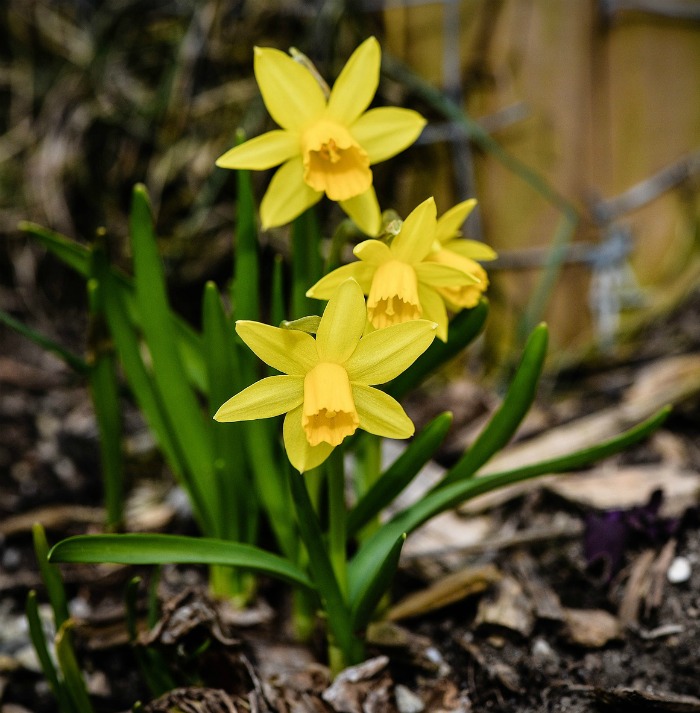 Daffodils in spring