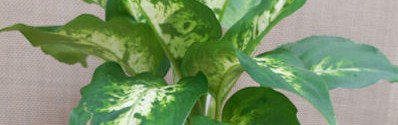 How To Grow a Dieffenbachia