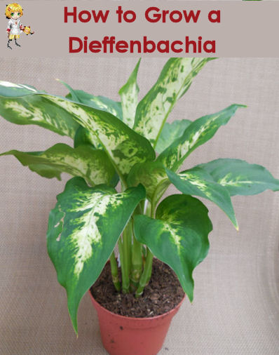 How to grow a dieffenbachia
