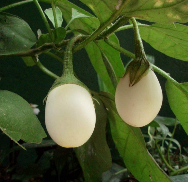 Easter Egg Plant. Easter Egg Plant looks like chicken's eggs.
