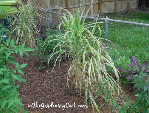 Japanese silver grass on the fenceline.