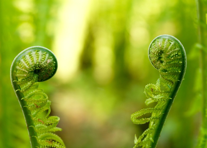 Fiddle heads opening up. Fiddle head ferns can be eaten and are quite a delicacy.