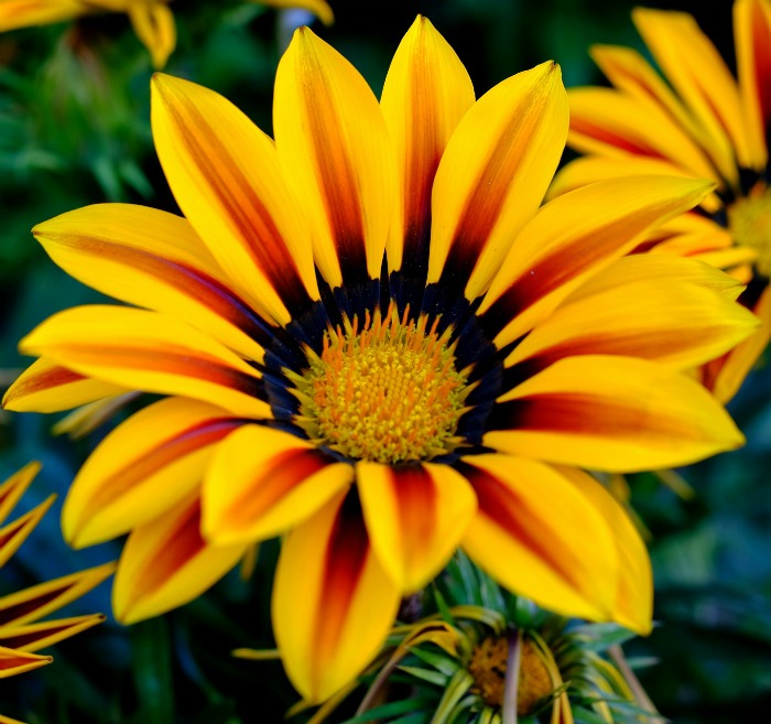Gazania