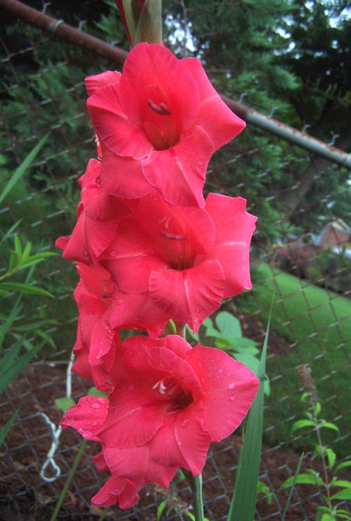 Gladioli 