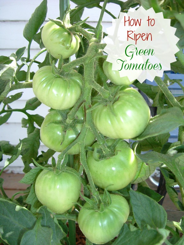 How to ripen Green Tomatoes Indoors