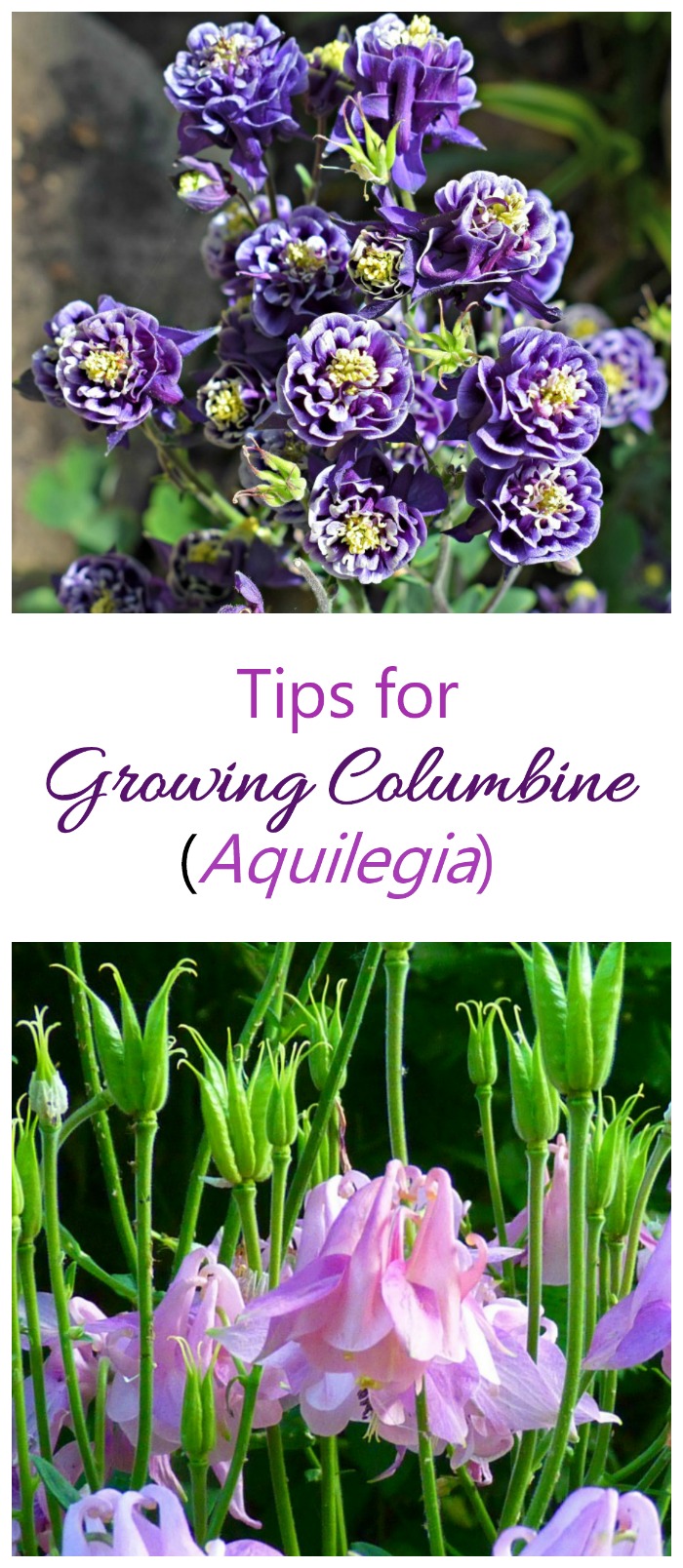 tips for growing columbine - Aquilegia. Bell shaped flowers that are very showy #columbine