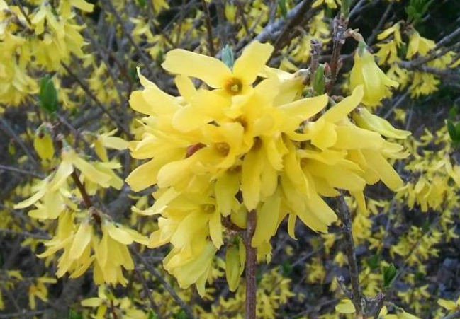 Forsythia bush