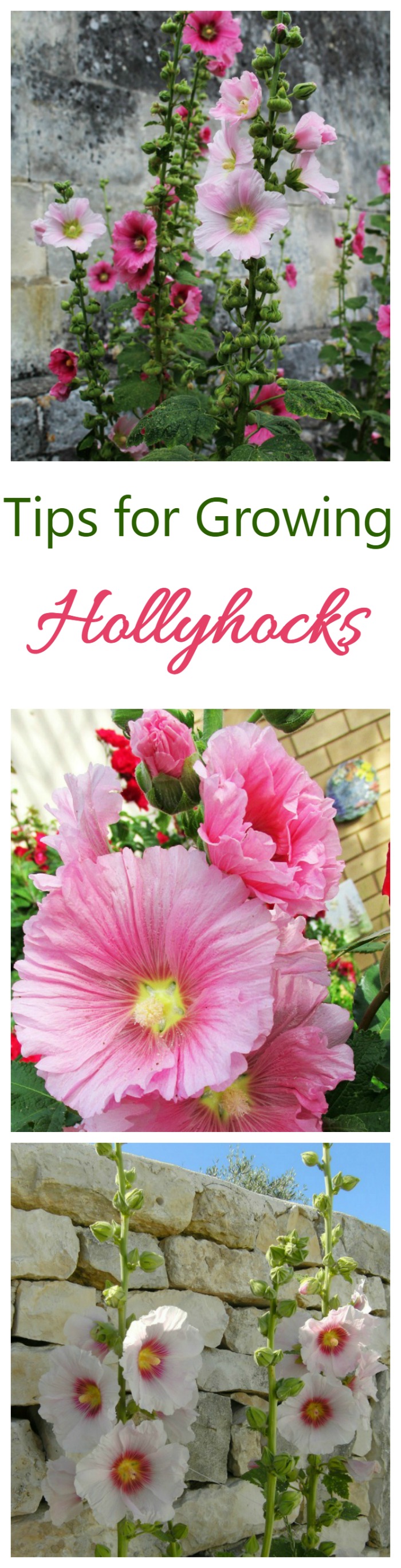 If you love cottage garden flowers, try growing hollyhocks. They add height to a garden border and bloom all summer long.