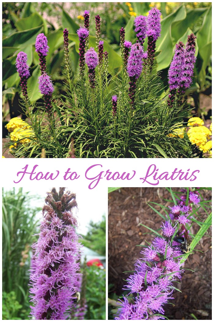 Tips for growing liatris (also called Blazing Star.) This pretty perennial bulb flowers in mid summer with a blast of purple that attracts bees and butterflies.