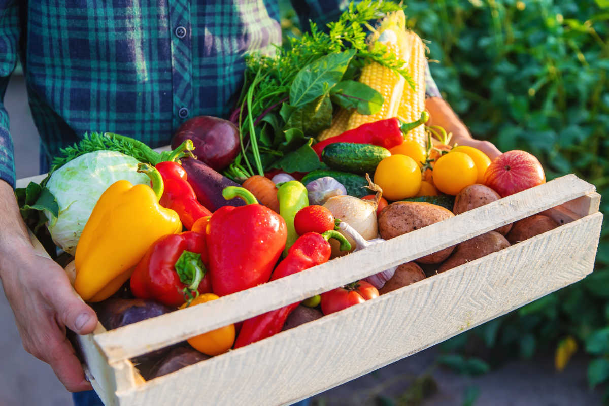 Man holding a basket of harvested vegetables.