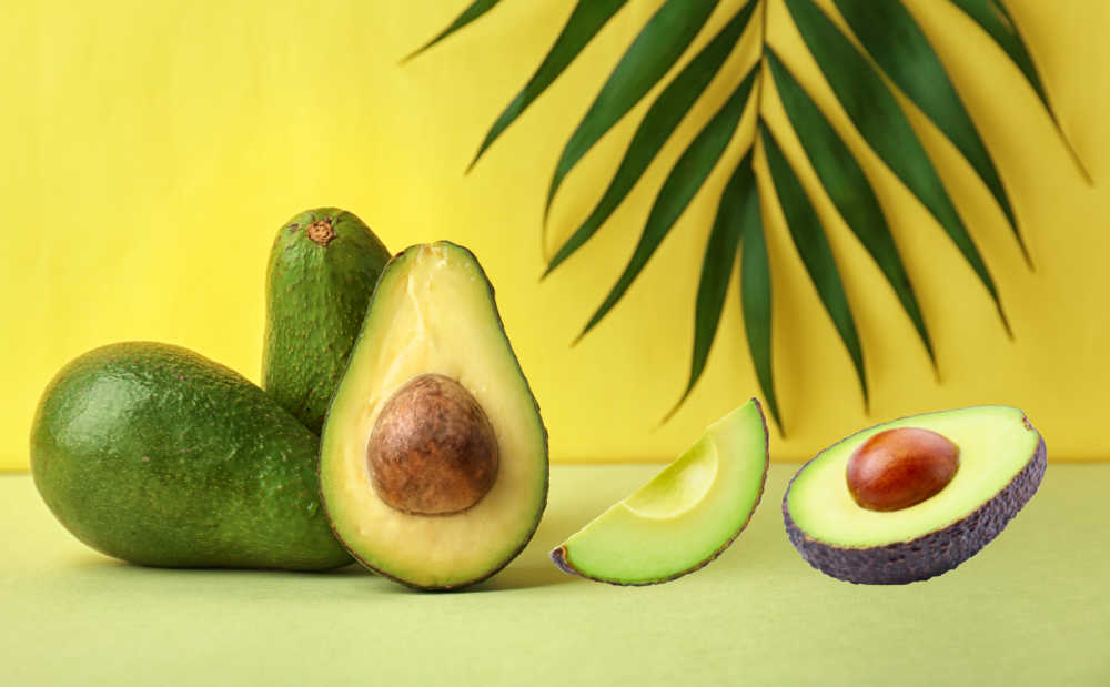 Palm leaf with Florida avocado and Hass avocado cut open.